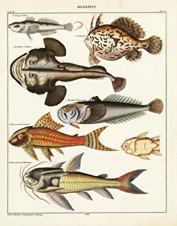Armored Collection: Fish varieties