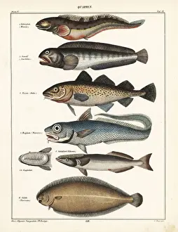 Fish varieties