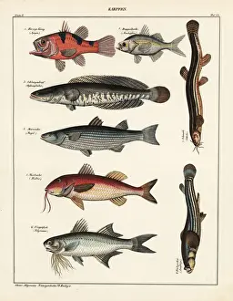 Fish varieties