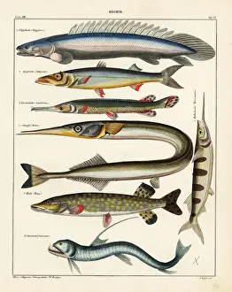 Fish varieties