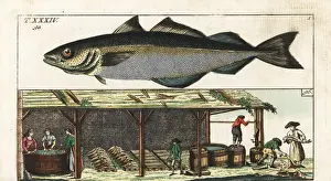 Virens Prints: Fish wives washing pollock in a shed, 18th century