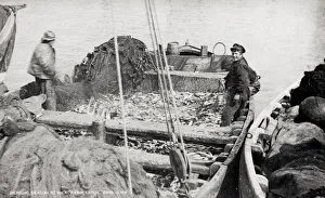 Fisherman on boat with catch of Herring fish, Wick, Scotland Fisherman on boat with catch of Herring fish, Wick, Scotland