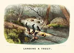 Trout Prints: Fisherman landing a Trout