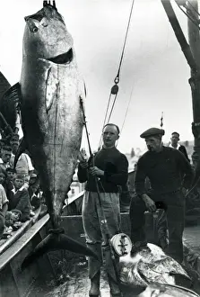 Onlookers Prints: Fisherman with a mate with a catch of giant tuna