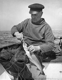 Catch Gallery: Fisherman with pollock, near Sennen Cove, Cornwall