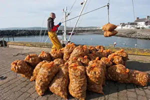 Galloway Prints: Fisherman unloads buckies whelks at Port William, Galloway