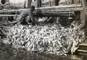 Junk Prints: Fishermen hauling fish onto a junk, China