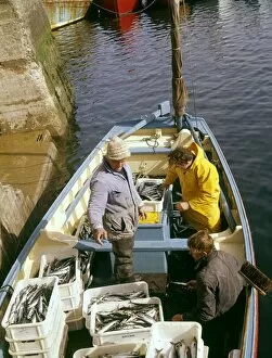 Haul Gallery: Fishermen landing mackerel, Newlyn, Cornwall