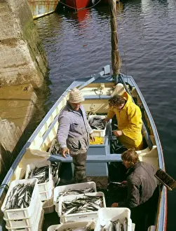 Haul Prints: Fishermen landing mackerel, Newlyn, Cornwall