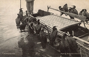 Fishing W.Cormorants