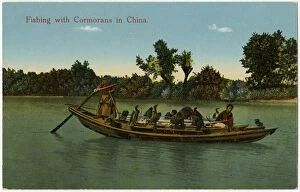 Cormorant Collection: Fishing with cormorants - China