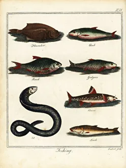 Recreation And Amusement Prints: Fishing: flounder, chub, roach, gudgeon, charr, eel, loach
