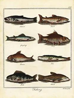 Recreation And Amusement Prints: Fishing: salmon, trout, grayling, carp, bream, pike, perch, tenc