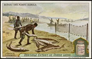 Fishing for Sturgeon