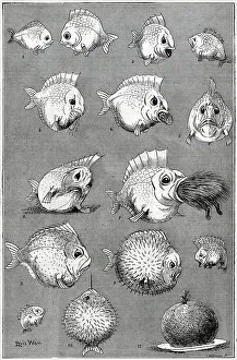 Hedgehog Prints: A Very Fishy Story, by Louis Wain