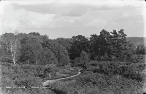 Fittleworth Common
