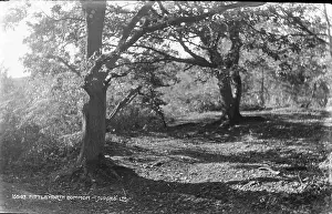 Fittleworth Common