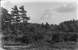 Fittleworth Common Landscape