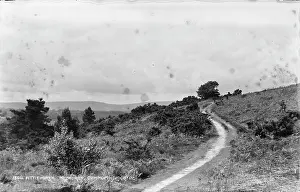 Overcast Prints: Fittleworth Common Pathway