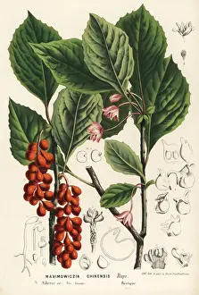 Five-flavor berry, Schisandra chinensis