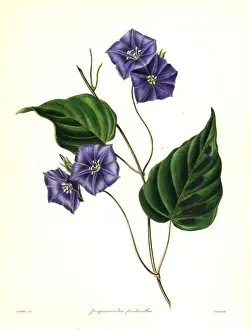 Nevitt Prints: Five-flowered jacquemontia, Jacquemontia pentathos