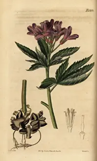 five-leaflet bitter-cress or showy toothwort