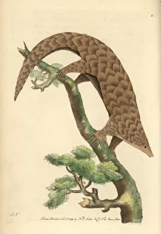 Anteater Gallery: Five-toed manis, Chinese pangolin, or scaly