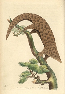 Anteater Gallery: Five-toed manis, Chinese pangolin, or scaly