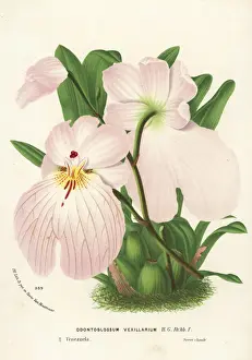 Venezuela Prints: Flag-like miltoniopsis orchid, Miltoniopsis vexillaria