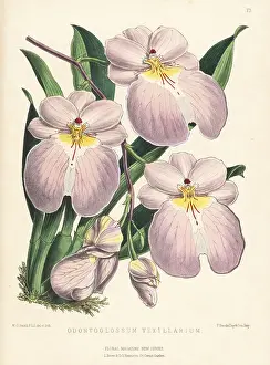 Ecuador Prints: Flag-like Miltoniopsis orchid, Miltoniopsis vexillaria