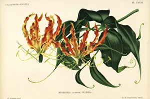 Flame lily, Gloriosa superba
