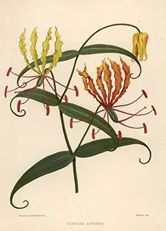 Lily Prints: Flame lily, Gloriosa superba