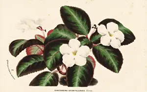 Costa Prints: Flame violet, Episcia lilacina