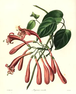 Flamevine or orange trumpetvine, Pyrostegia venusta