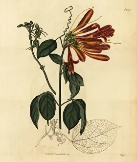 Flamevine or orange trumpetvine, Pyrostegia venusta