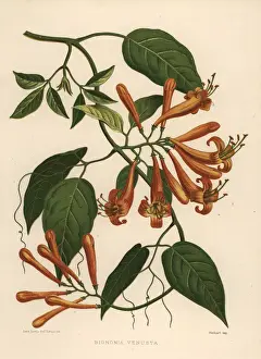 Plates Prints: Flamevine, Pyrostegia venusta