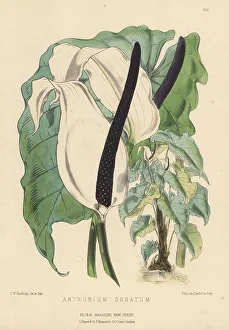 Holloway Prints: Flamingo flower, Anthurium nymphaeifolium