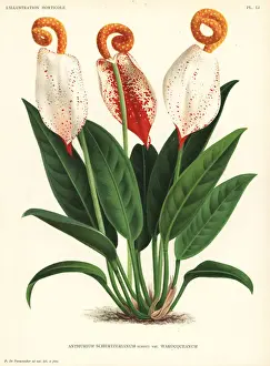 Flamingo flower, Anthurium scherzerianum