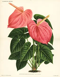 Flamingo flower variety, Anthurium Reine des Belges