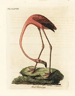Ruber Prints: Flamingo, Phoenicopterus species