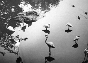 Images Dated 16th May 2011: Flamingo Reflections