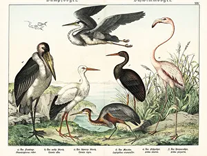 Naturgeschichte Des Tierreichs Prints: Flamingo, storks and herons