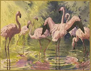 Flamingoes