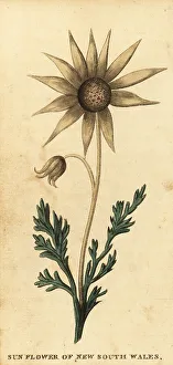 Flannel flower, Actinotus helianthi