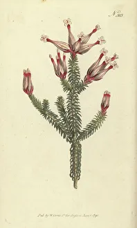 Nurseryman Prints: Flask heath, Erica ampullacea