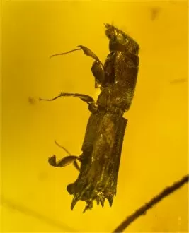 Tertiary Gallery: Flat-footed beetle in amber