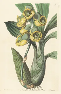 Nurseryman Prints: Flat-headed catasetum orchid, Catasetum planiceps