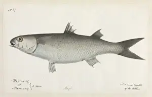 Robert Neill Prints: Flat nosed mullet