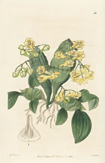Shrub Prints: Flat-stemmed dendrobium, Dendrobium compressum