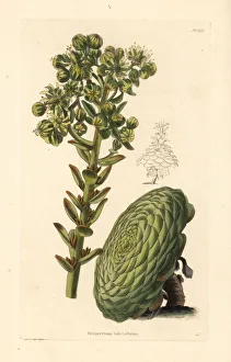 Flat-topped aeonium or saucer plant, Aeonium tabuliforme Flat-topped aeonium or saucer plant, Aeonium tabuliforme